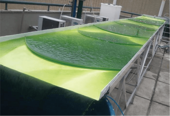 Microalgae Cultivation